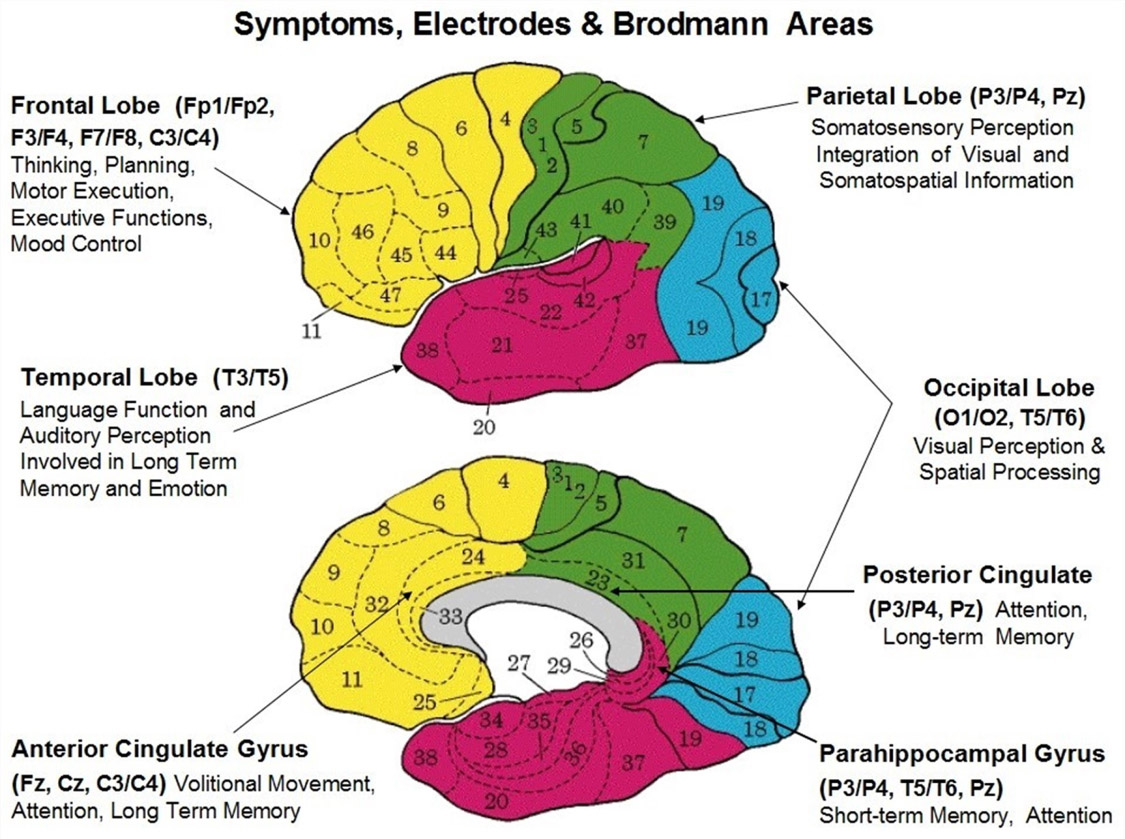 brain grphic with Brodmann map