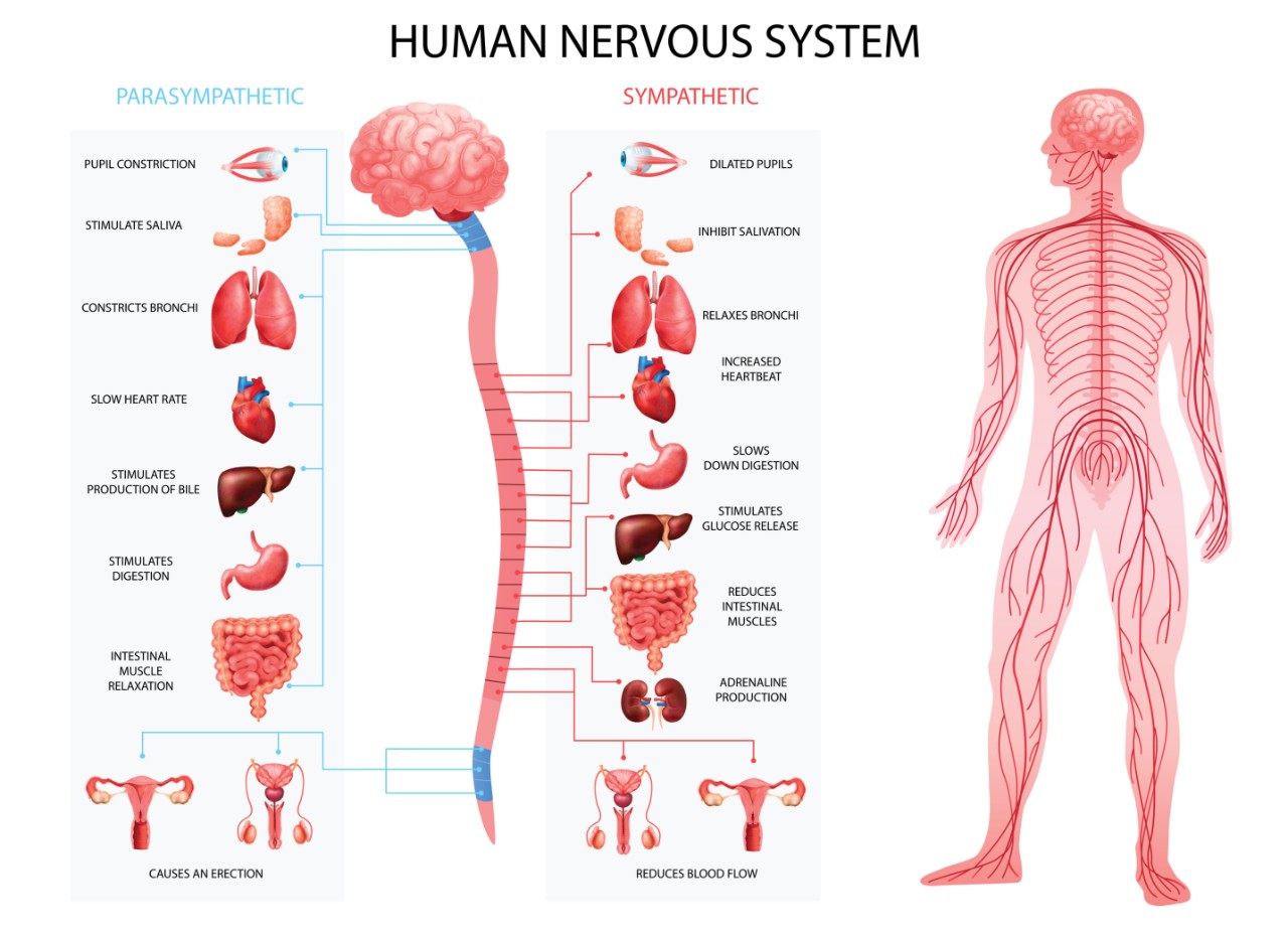 graphic of the human nervous system