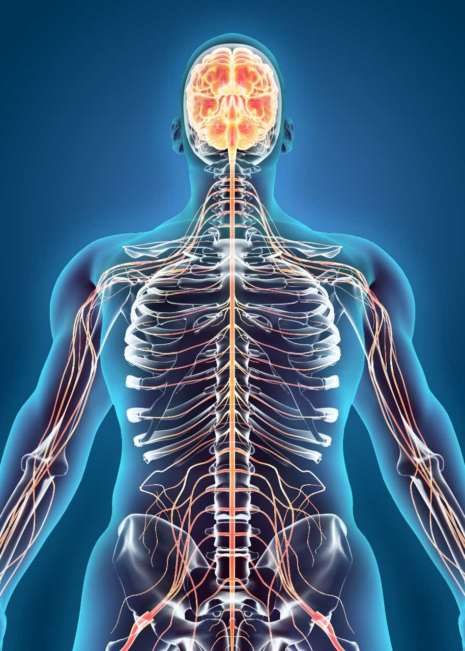 how the brain controls the nervous system in the human body