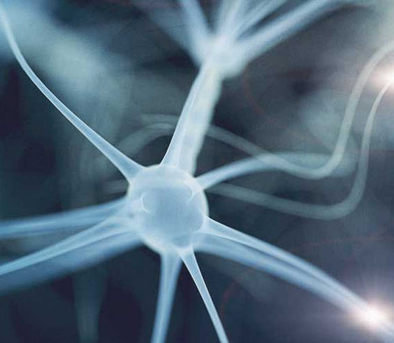 Brain neuro